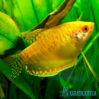 Гурами Золотой - Аквариумная Рыбка