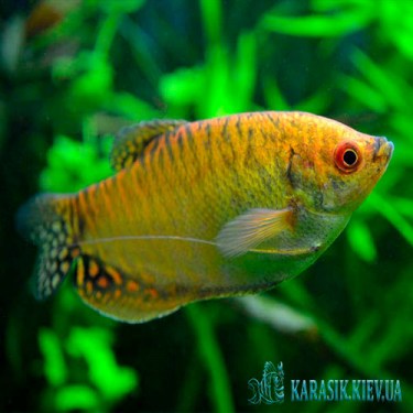 Гурами Золотой - Аквариумная Рыбка