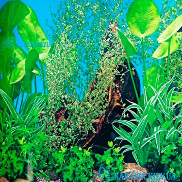 Аквариумный Односторонний Фон K760  - Оформление для аквариума