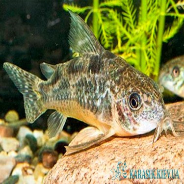 Аквариумная рыбка Сомик Крапчатый - Коридорос