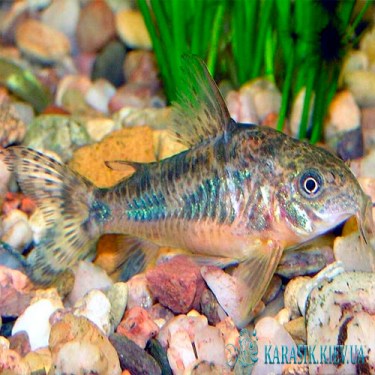 Аквариумная рыбка Сомик Крапчатый - Коридорос
