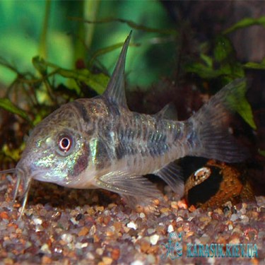 Аквариумная рыбка Сомик Крапчатый - Коридорос