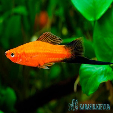 Меченосец Бабочка - Аквариумные Рыбки