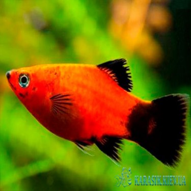 Меченосец Бабочка - Аквариумные Рыбки
