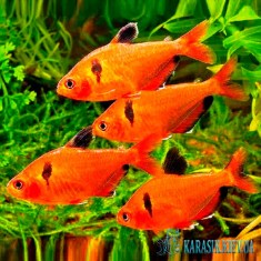 Минор - Аквариумные Рыбки - KARASIK