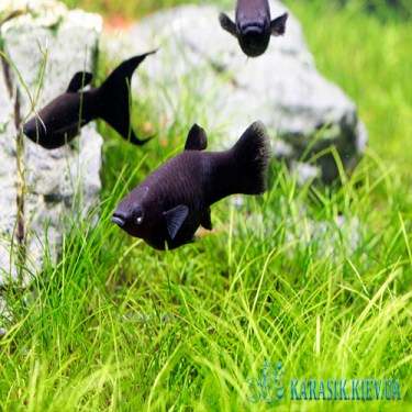 Аквариумные Рыбки - Молинезия Черная - KARASIK