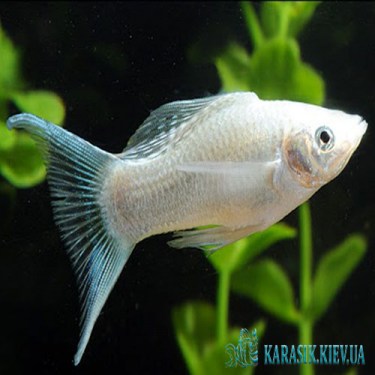 Аквариумные Рыбки -  Молинезия Белая (Снежинка)