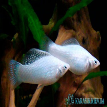 Аквариумные Рыбки -  Молинезия Белая (Снежинка)