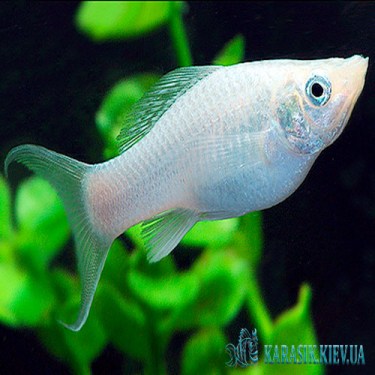 Аквариумные Рыбки -  Молинезия Белая (Снежинка)