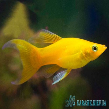 Аквариумные Рыбки Мирные - Молинезия желтая