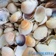 Морские Ракушки Ассорти - 100 гр.