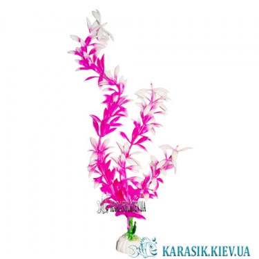 Аквариумные Растения 