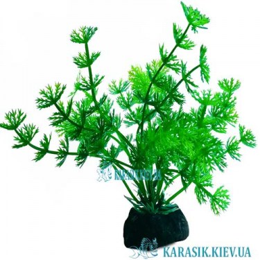 Аквариумные Растения | Растения в Аквариум