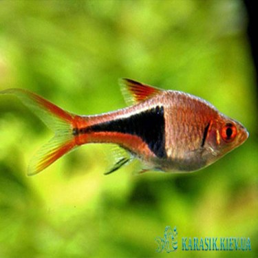 Разбора Клинопятнистая  - Аквариумные Рыбки -