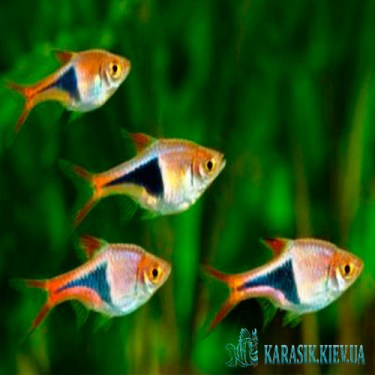 Разбора Клинопятнистая  - Аквариумные Рыбки -
