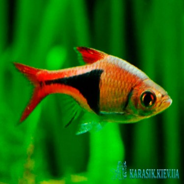 Разбора Клинопятнистая  - Аквариумные Рыбки -