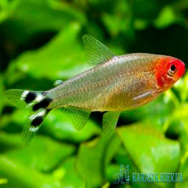 Родостомус (Красноносая Тетра)  - Аквариумные Рыбки
