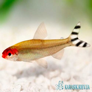 Родостомус (Красноносая Тетра)  - Аквариумные Рыбки