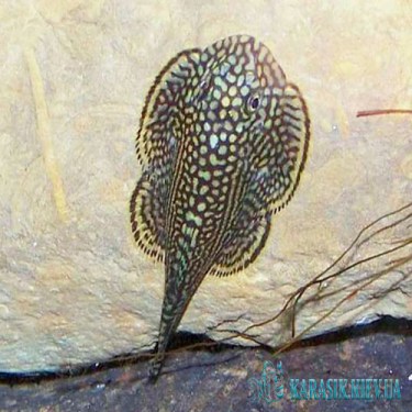 Псевдоскат Севилья - Аквариумные Рыбки