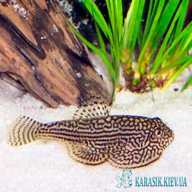 Псевдоскат Севилья - Аквариумные Рыбки