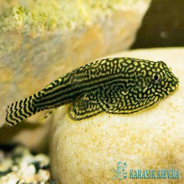 Псевдоскат Севилья - Аквариумные Рыбки