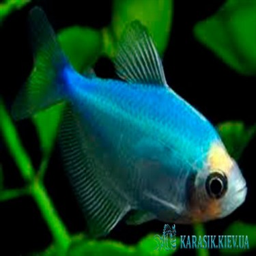Тернеция Синяя GloFish - Аквариумные Рыбки