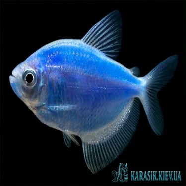 Тернеция Синяя GloFish - Аквариумные Рыбки