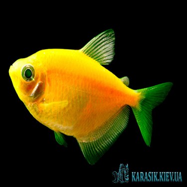 Тернеция Желтая GloFish - Аквариумные Рыбки