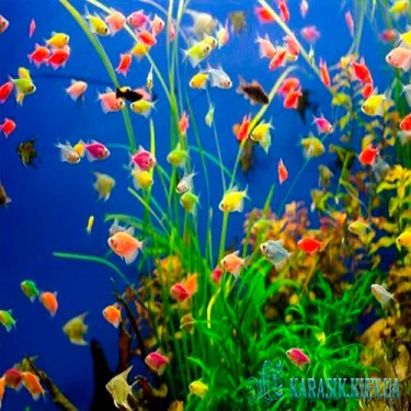 Тернеция Желтая GloFish - Аквариумные Рыбки