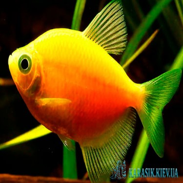 Тернеция Желтая GloFish - Аквариумные Рыбки