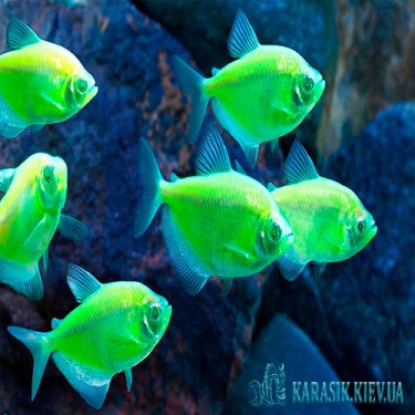 Тернеция Салатовая GloFish - Аквариумные Рыбки