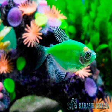 Тернеция Салатовая GloFish - Аквариумные Рыбки