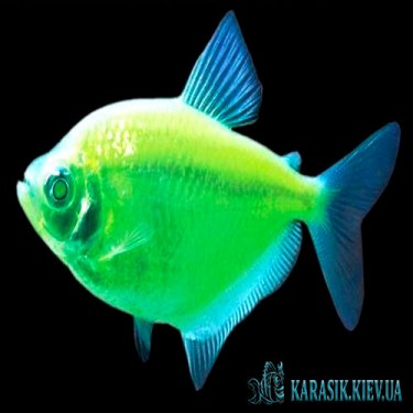 Тернеция Салатовая GloFish - Аквариумные Рыбки