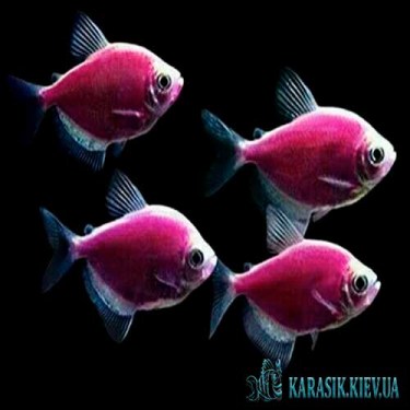 Аквариумные Рыбки - Цветные Рыбки