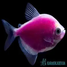 Тернеция Фиолетовая GloFish - Аквариумные Рыбки