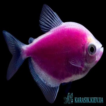 Аквариумные Рыбки - Цветные Рыбки