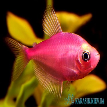 Тернеция Розовая GloFish - Аквариумные Рыбки