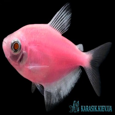 Тернеция Розовая GloFish - Аквариумные Рыбки