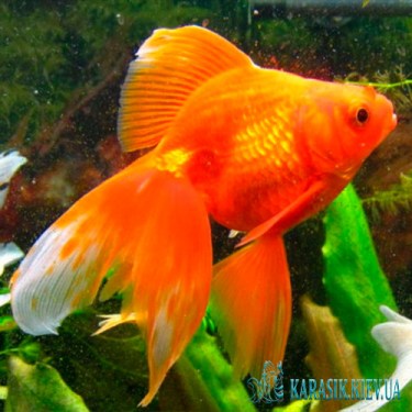 Аквариумные Рыбки - Вуалехвост Красный