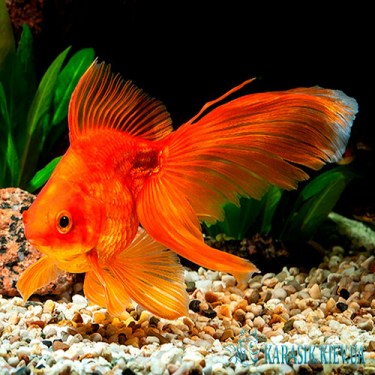 Аквариумные Рыбки - Вуалехвост Красный
