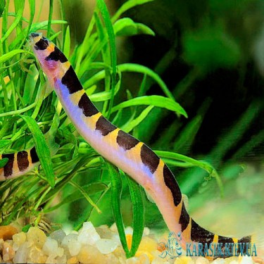 Акантофтальмус - Аквариумные Рыбки