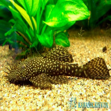Анцитрус обычный  - Аквариумные Рыбки
