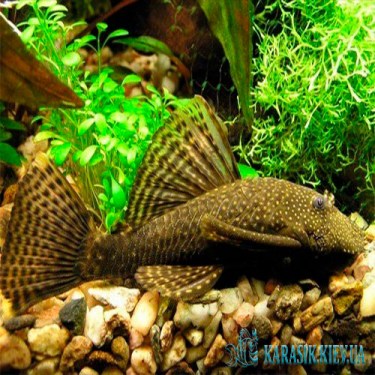 Анцитрус обычный  - Аквариумные Рыбки