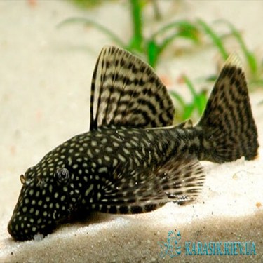 Анцитрус обычный  - Аквариумные Рыбки