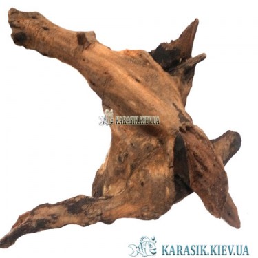 Коряги в Аквариум - Карасик Киев