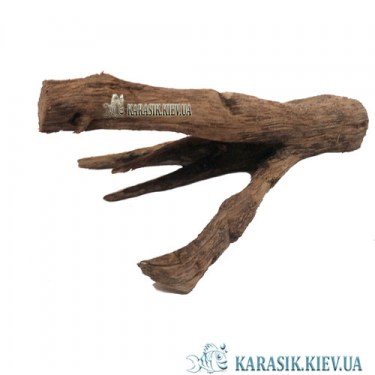 aquarium-snag-953-1-Karasik