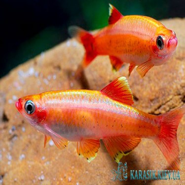 Кардинал Золотой  - Аквариумные Рыбки