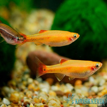 Кардинал Золотой  - Аквариумные Рыбки
