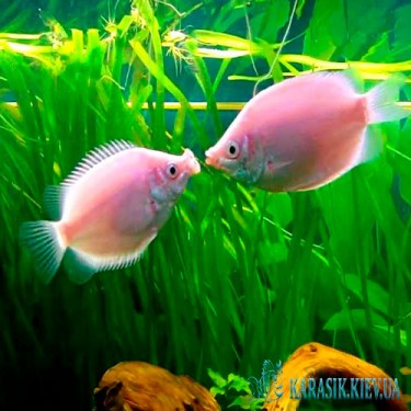 Гурами Целующийся - Аквариумные Рыбки
