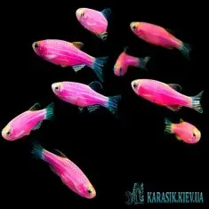 Данио GloFish - Розовая - Аквариумные Рыбки